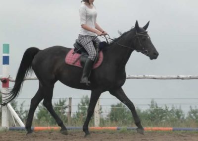 oboz-konie-2015-2-0014