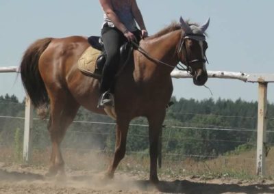 oboz-konie-2015-6-0006