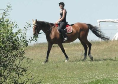 oboz-konie-2015-6-0119