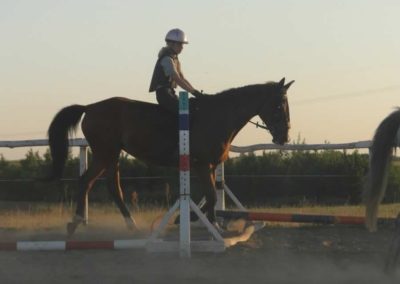 oboz-konie-2015-6-0225