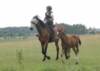 oboz-konie-2016-1-3-0045