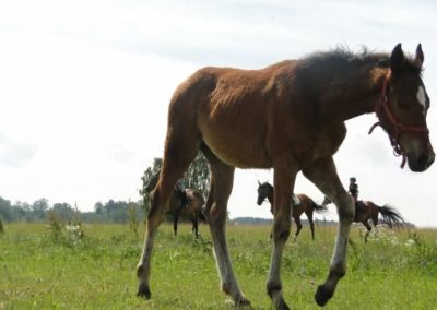 oboz-konie-2016-1-4-0003