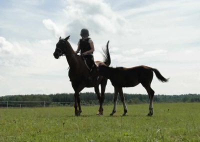 oboz-konie-2016-1-4-0008