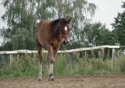 oboz-konie-2016-1-4-0220
