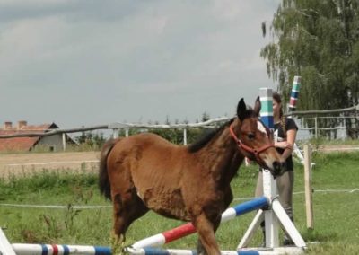 oboz-konie-2016-1-5-0086