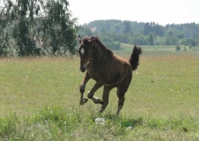 oboz-konie-2016-1-7-0061