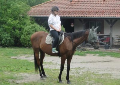 oboz-konie-2016-2-1-0001
