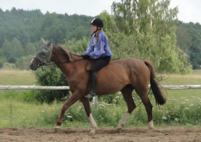 oboz-konie-2016-2-1-0036