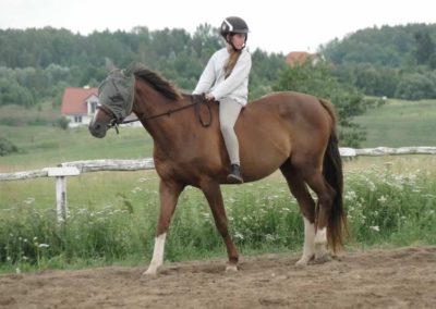 oboz-konie-2016-2-1-0071