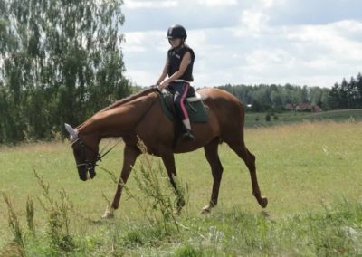 oboz-konie-2016-2-2-0024