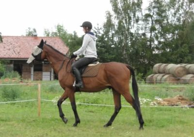 oboz-konie-2016-2-2-0170