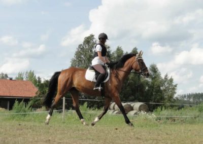 oboz-konie-2016-2-6-0228