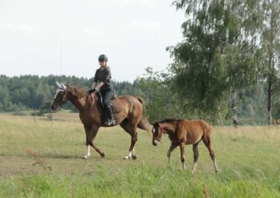 oboz-konie-2016-2-6-0237