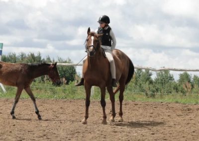 oboz-konie-2016-2-7-0033