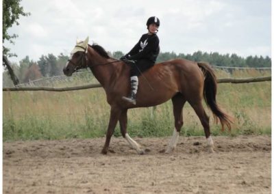 oboz-konie-2017-2-2-0061