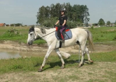 oboz-konie-2017-6-3-0015