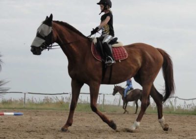 oboz-konie-2016-3-1-0221