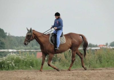 oboz-konie-2016-3-1-0222