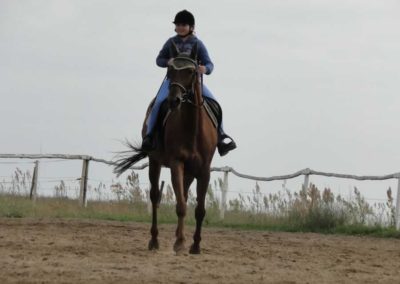 oboz-konie-2016-3-1-0232