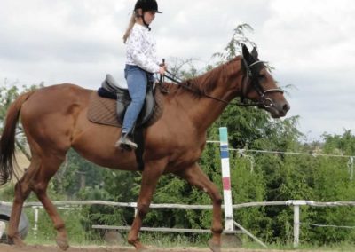 oboz-konie-2016-3-7-0005