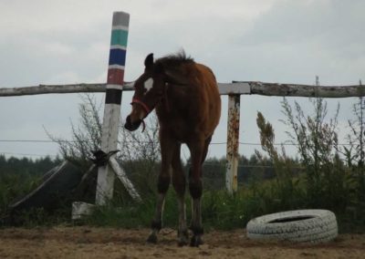 oboz-konie-2016-3-7-0157