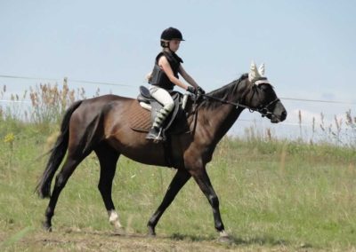 oboz-konie-2016-4-1-0005