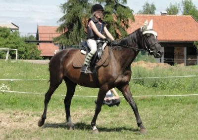 oboz-konie-2016-4-1-0089
