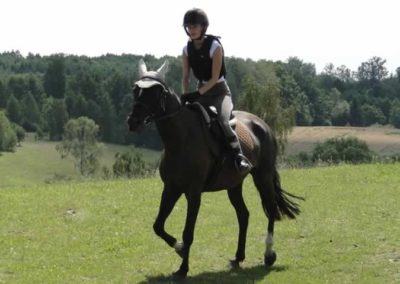 oboz-konie-2016-4-1-0171