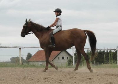 oboz-konie-2016-4-1-0197