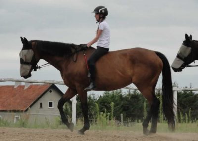 oboz-konie-2016-4-1-0202