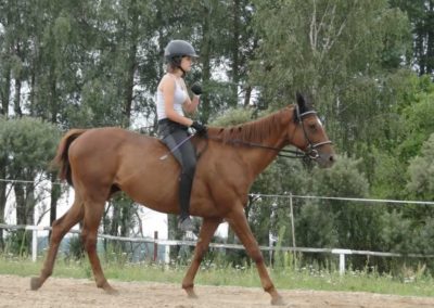 oboz-konie-2016-4-1-0252