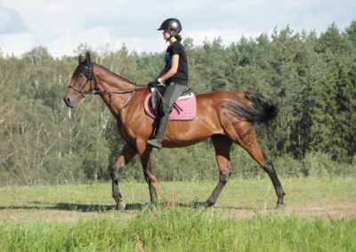 oboz-konie-2016-4-3-0250