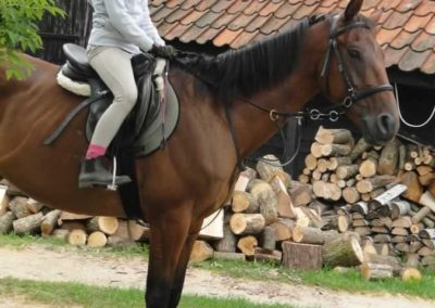 oboz-konie-2016-4-6-0012