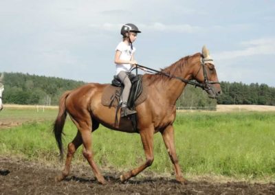 oboz-konie-2016-5-2-0234