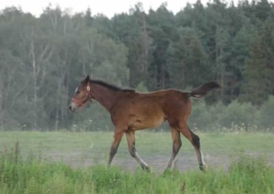 oboz-konie-2016-5-3-0058