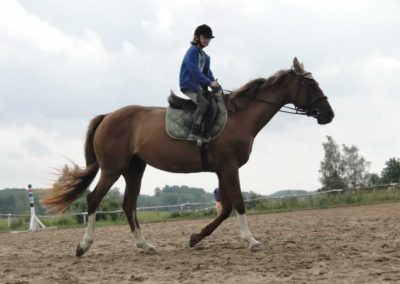 oboz-konie-2016-5-7-0006