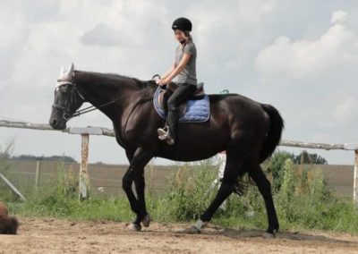 oboz-konie-2016-6-1-0088