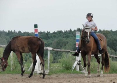 oboz-konie-2016-6-1-0173