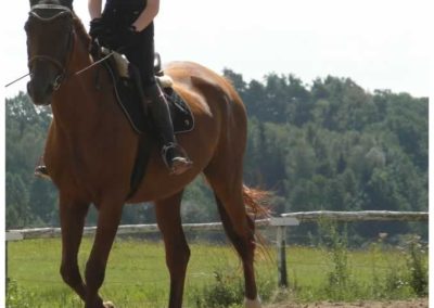 oboz-konie-2016-7-2-0055