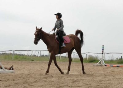 oboz-konie-2016-7-4-0038