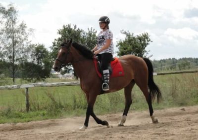 oboz-konie-2016-8-1-0132