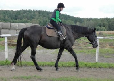 oboz-konie-2016-8-2-0008
