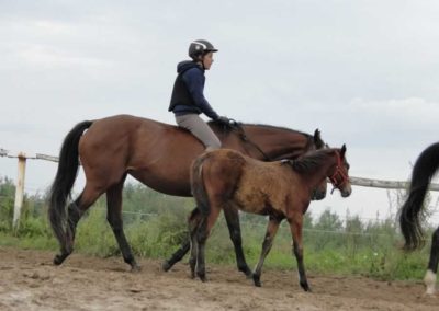 oboz-konie-2016-8-5-0148