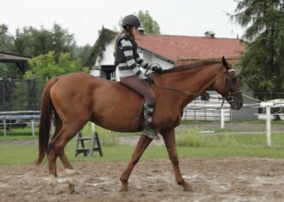 oboz-konie-2016-8-5-0205