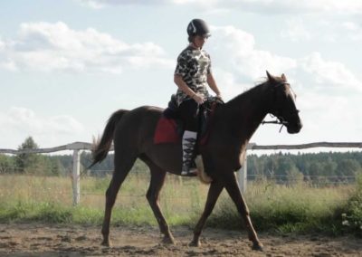 oboz-konie-2016-8-6-0210