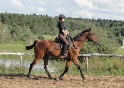 oboz-konie-2016-8-6-0220