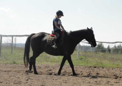 oboz-konie-2016-8-7-0033