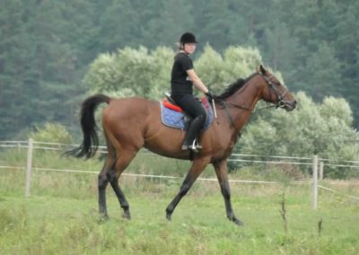 oboz-konie-2016-9-1-0141