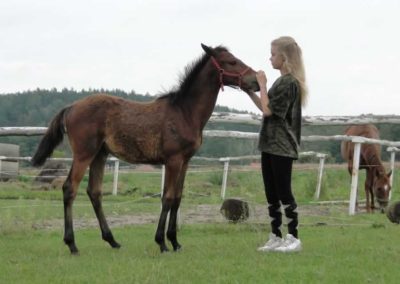 oboz-konie-2016-9-3-0049