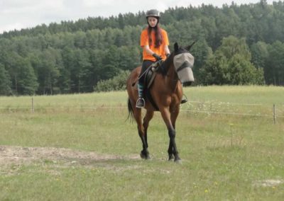 oboz-konie-2017-4-4-0002